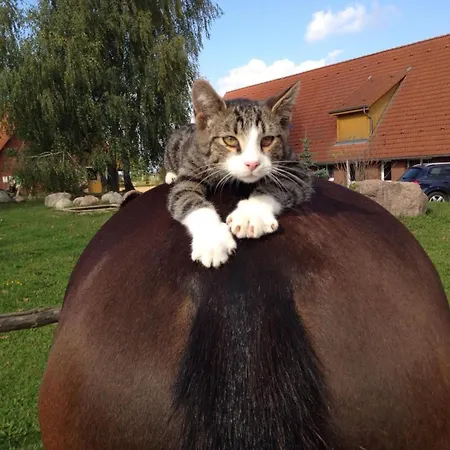 Pferdehof Ruhnau Lejlighed Potzlow