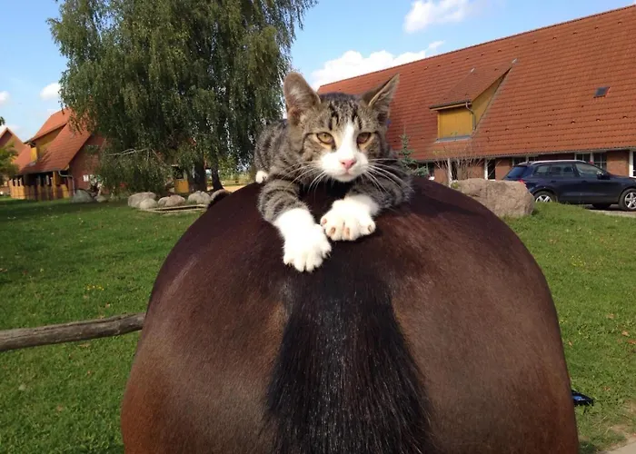 Pferdehof Ruhnau Apartman Potzlow